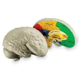 Cerebro Humano en Inglés
