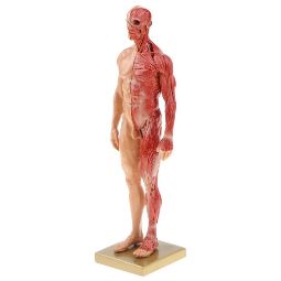 maqueta-modelo-anatomia-muscular