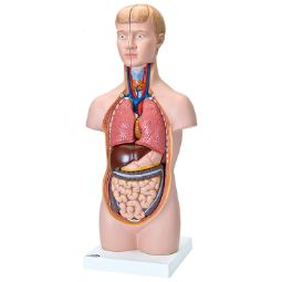 modelo-anatomia-humana