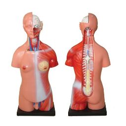 modelo-anatomico-torso